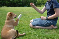 Puppy Training Techniques with Rose Lesniak Dog Trainer, Miami, Florida